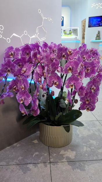 圖片 藏寶圖